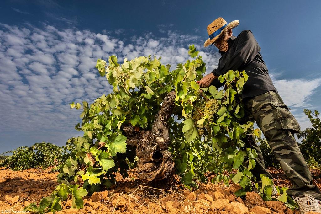 Tres españoles entre los candidatos a mejor fotógrafo del vino