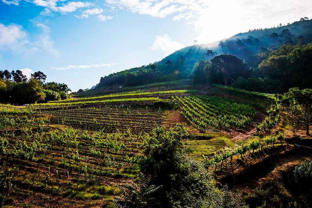 Once vinos españoles entre los cuarenta con mejor calidad-precio, según Wine Searcher