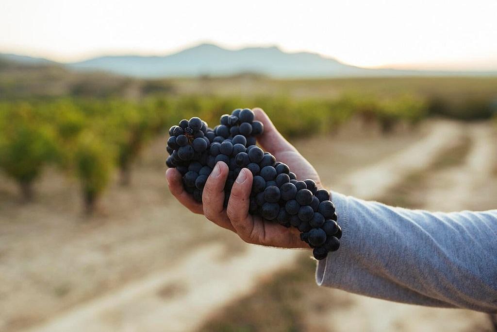 Rioja selecciona sus ocho vinos institucionales de 2023