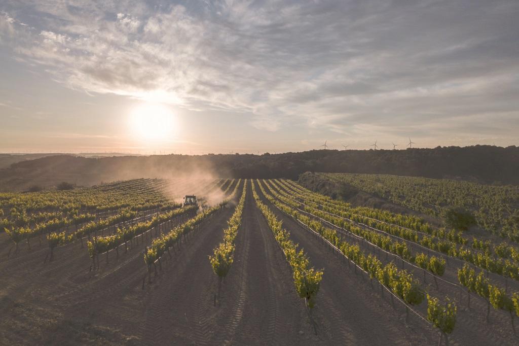 Los dieciocho vinos de Terra Alta que recomienda Decanter