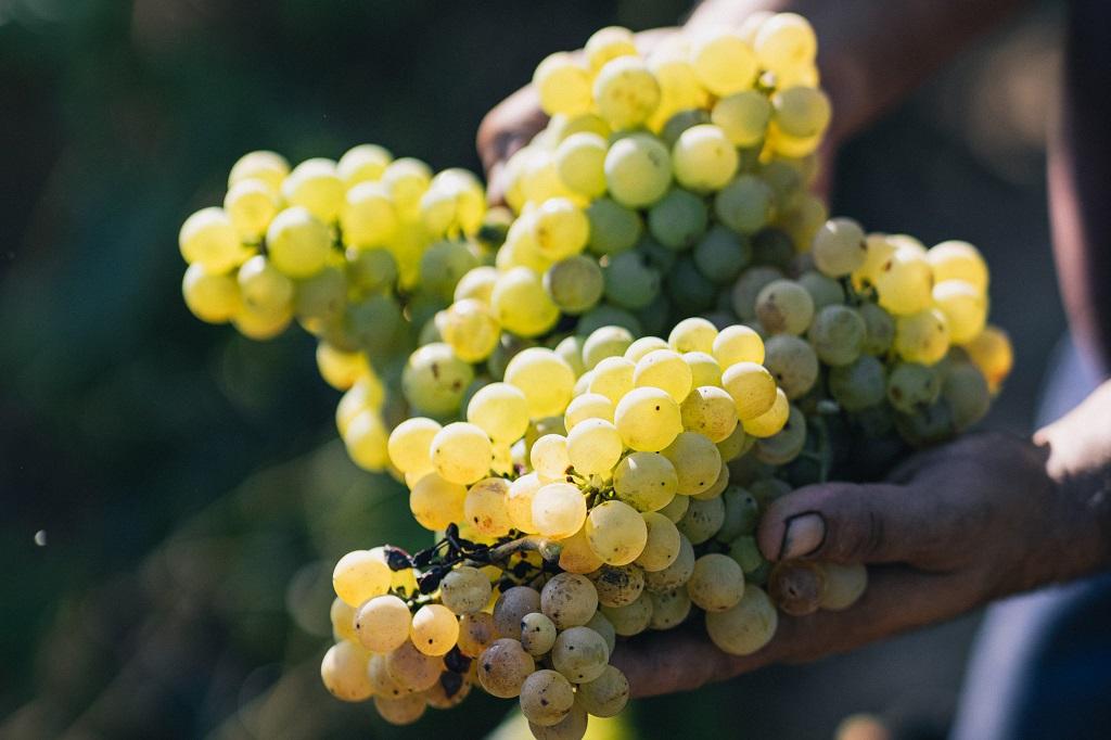 Ocho cavas con una gran relación calidad-precio, según James Suckling