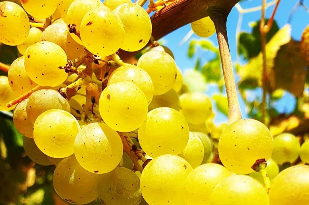 Los diez mejores albariños de los DWWA para celebrar el día de esa variedad 