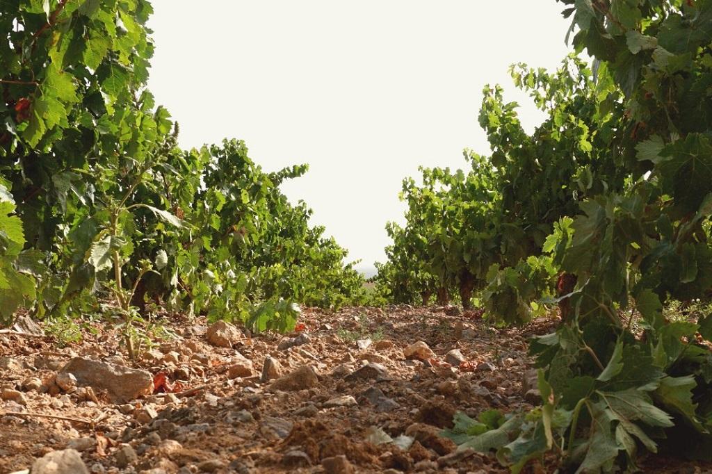 Catorce medallas gran oro en el concurso Vinos de Aragón