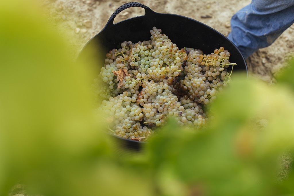 El viñedo riojano acusa las altas temperaturas de los últimos días