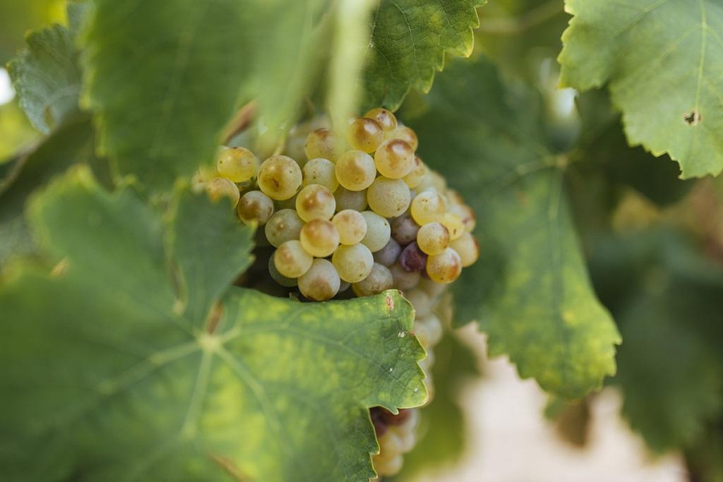 Rioja recomienda a sus agricultores prestar especial atención al pH y a la acidez