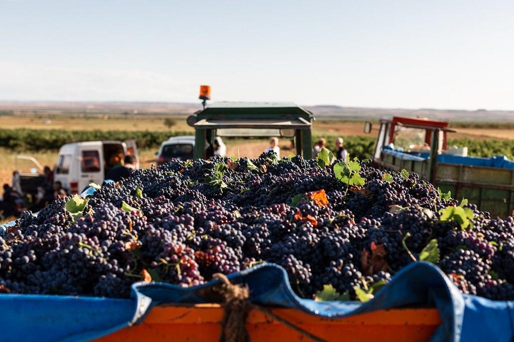 Diez vinos españoles entre los recomendados por Decanter para celebrar el Día de la Garnacha
