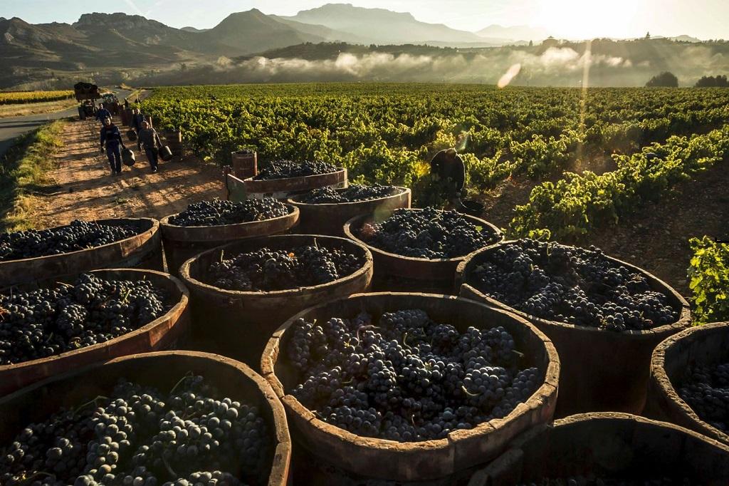 Se generaliza en Rioja una vendimia condicionada por lo “tumultuoso” de las condiciones climáticas