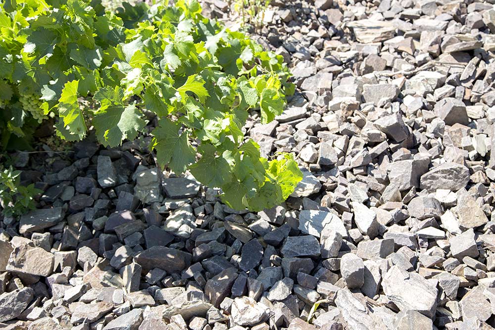 Quince vinos de Aragón que merece la pena buscar, según Decanter