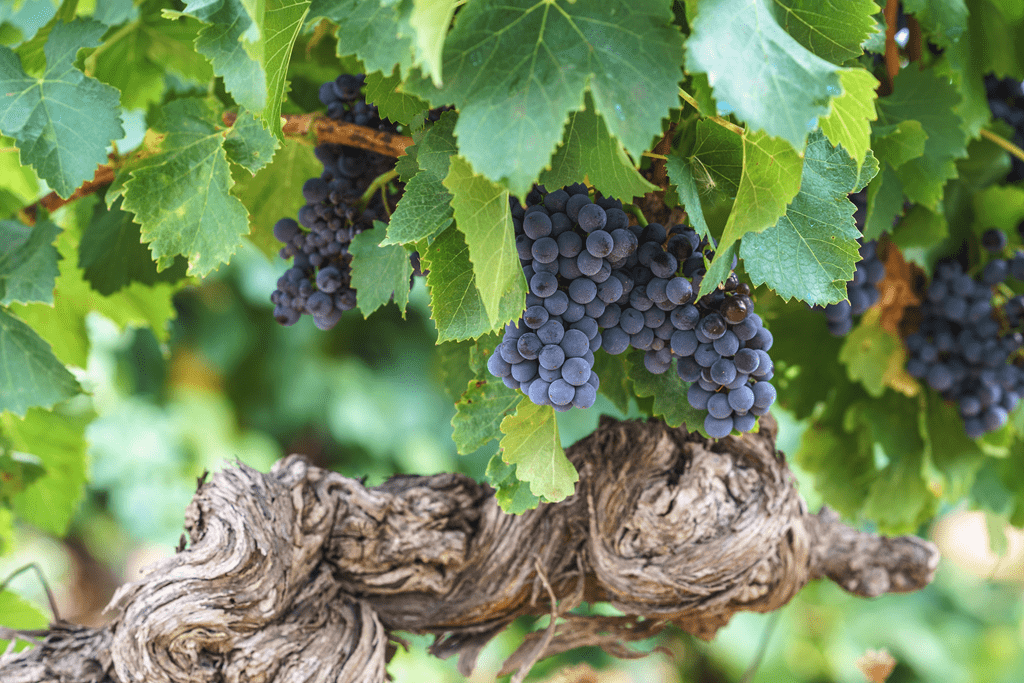 Siete vinos españoles entre los destacados por Decanter para celebrar el Día Internacional de la Cariñena
