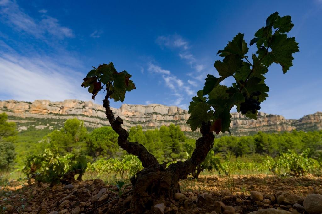 Un priorat, Etern 2018 de Acústic Celler, mejor vino catalán según los Premis Vinari 