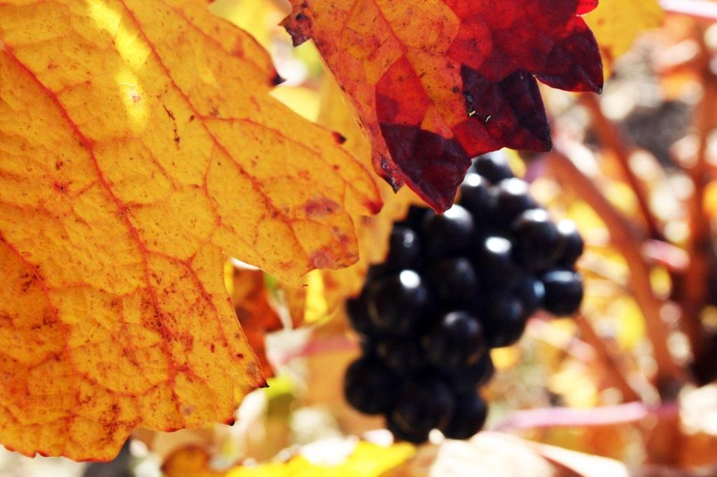 (Lo más leído) Rioja y Ribera del Duero humillan a los rosados provenzales en The Rosé Report 2023