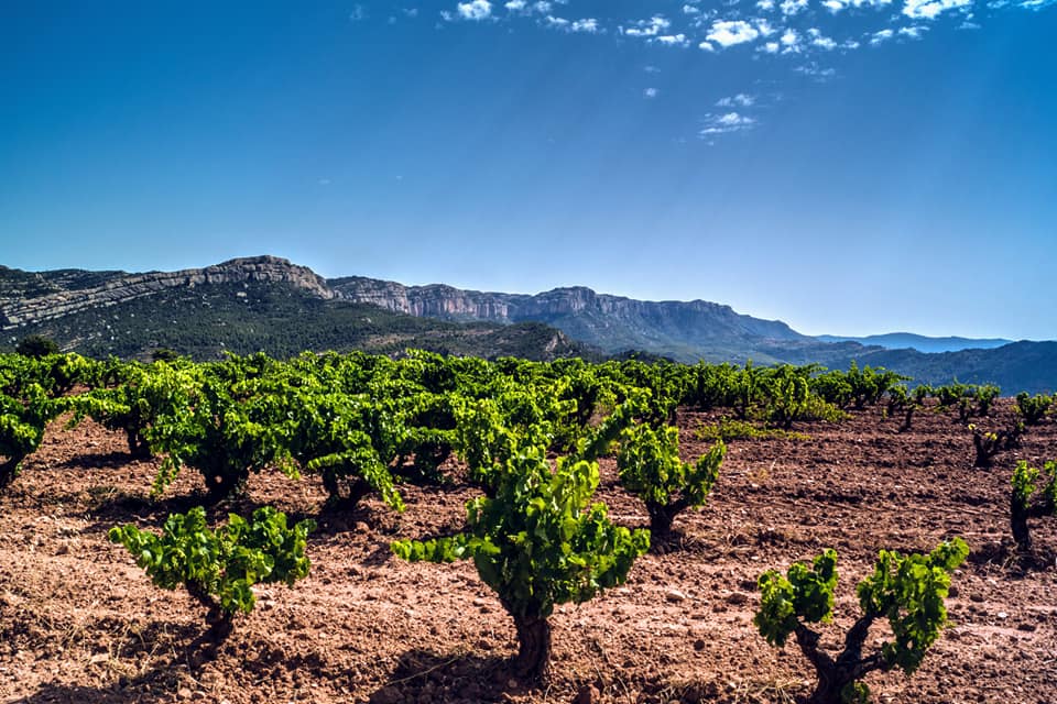 Un “master” y cinco medallas de oro para España en The Global Grenache Masters 