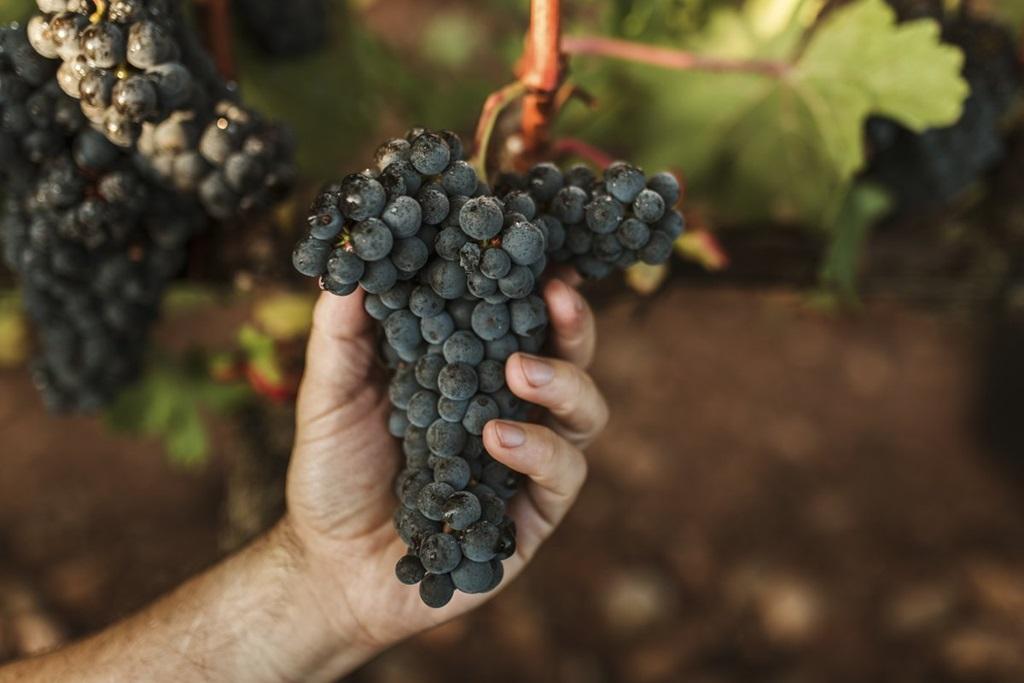 Los diez mejores vinos de 2023, según Sobremesa