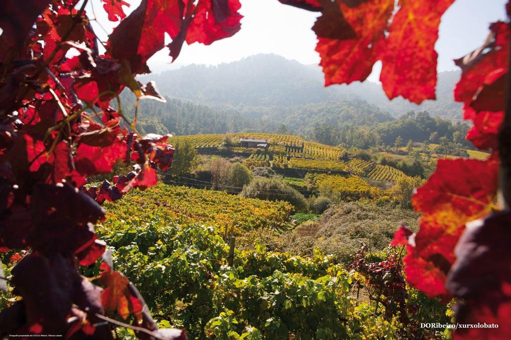 Veintisiete blancos gallegos excepcionales, según Decanter