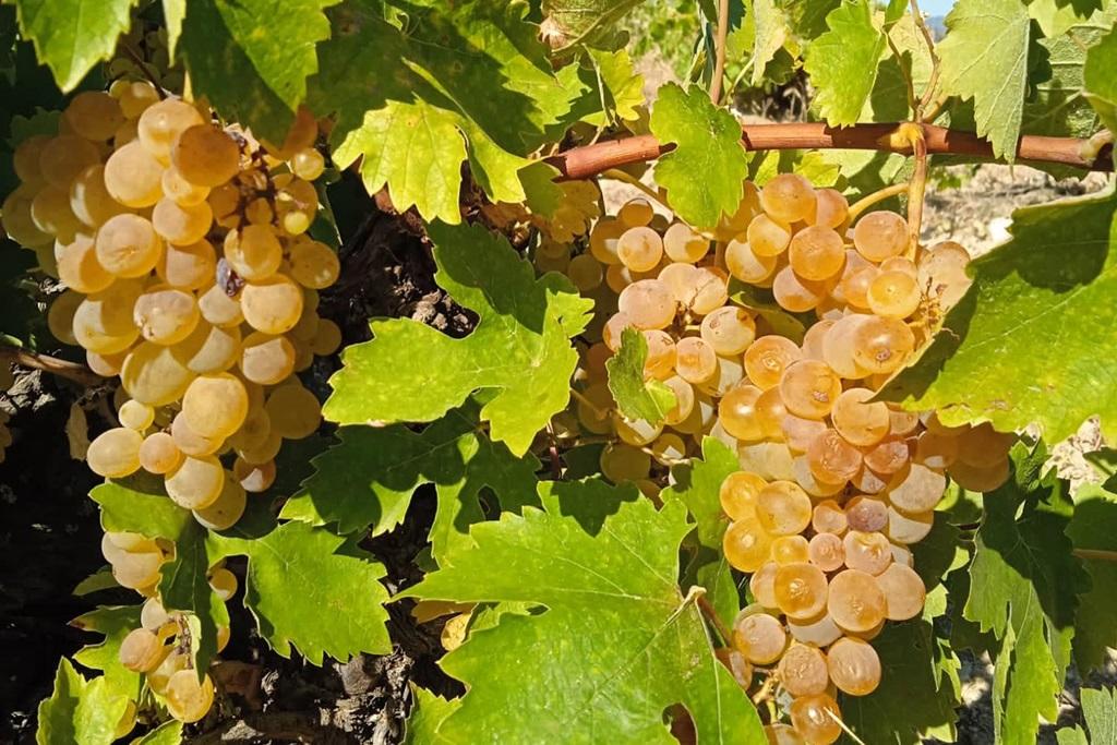 Los mejores blancos españoles con variedades autóctonas, según Decanter