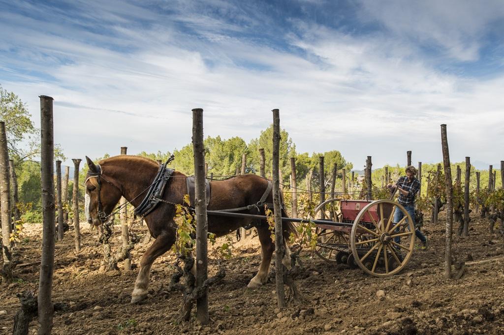 Cuatro vinos biodinámicos españoles entre los mejores a probar, según Decanter 