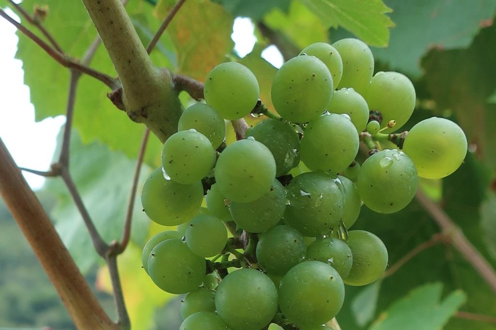 Siete vinos españoles con la mejor relación calidad-precio del mundo, según Wine Searcher