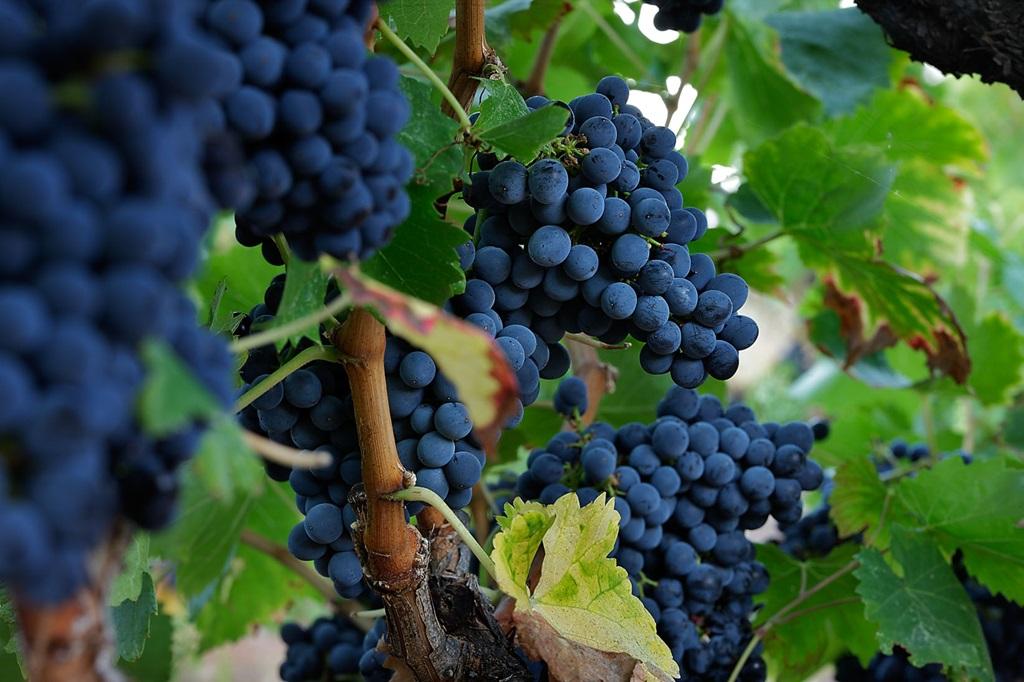 Los mejores vinos de la DO Montsant, según Club Oenologique 