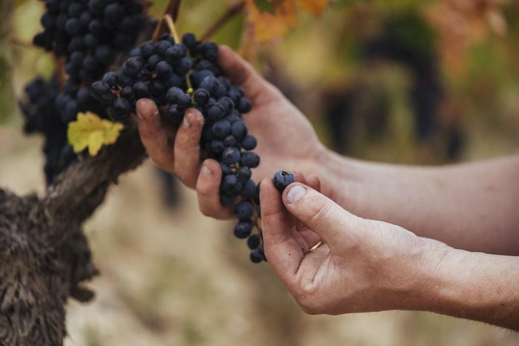 Rioja califica como muy buena la cosecha de 2023 y presenta sus vinos institucionales 