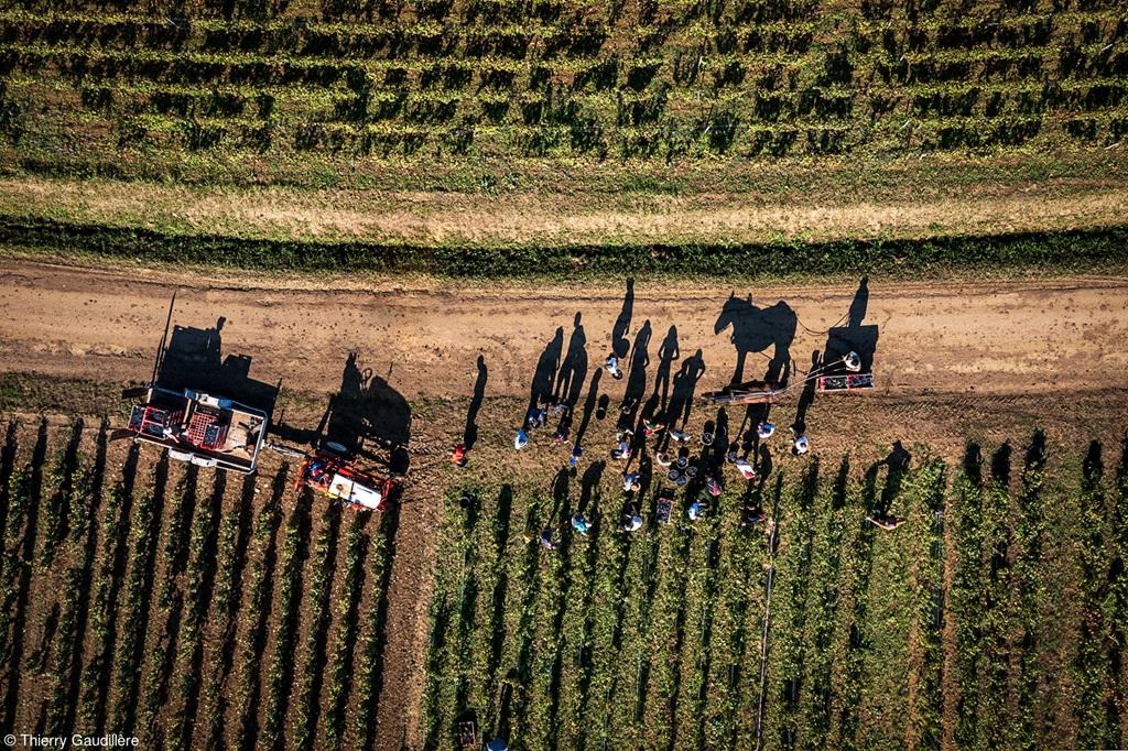 Un periodista francés gana el Errazuriz Wine Photographer of the Year