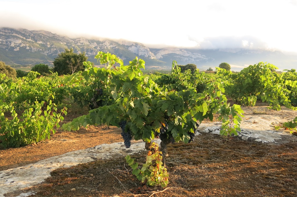 Rioja: los mejores vinos de viñedo singular, según Decanter