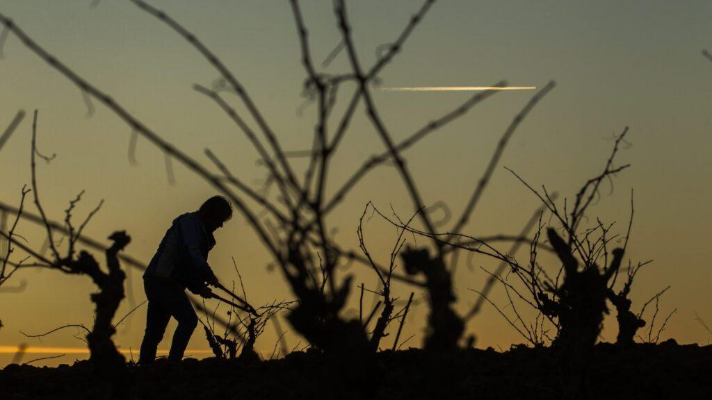 Los diez mejores vinos de Rioja, según Miquel Hudin