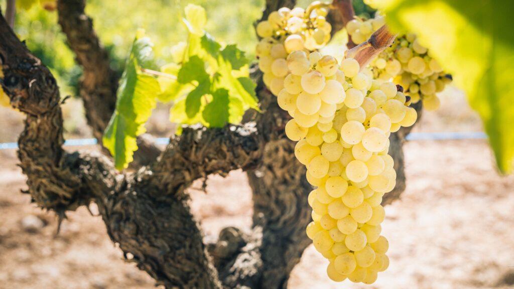 Los mejores espumosos españoles prémium, según Decanter 