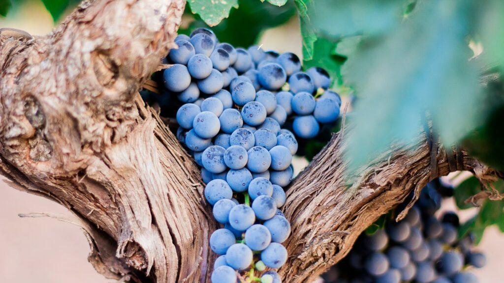 La cosecha será un 20 % mayor que el año pasado, según Cooperativas Agro-alimentarias