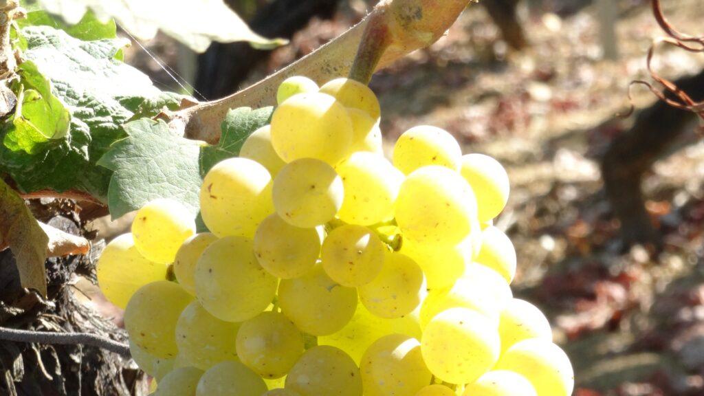 (Lo más leído) Tres vinos españoles entre los más memorables de 2023, según The New York Times 