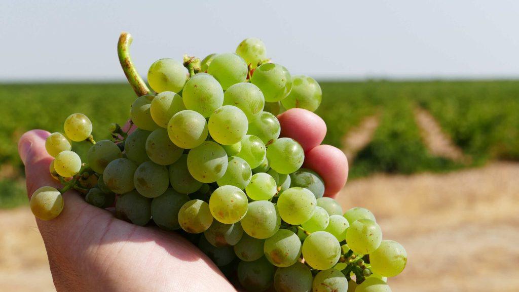 Los vinos de Rueda podrán llevar godello a pesar de “no tenerla en mente”