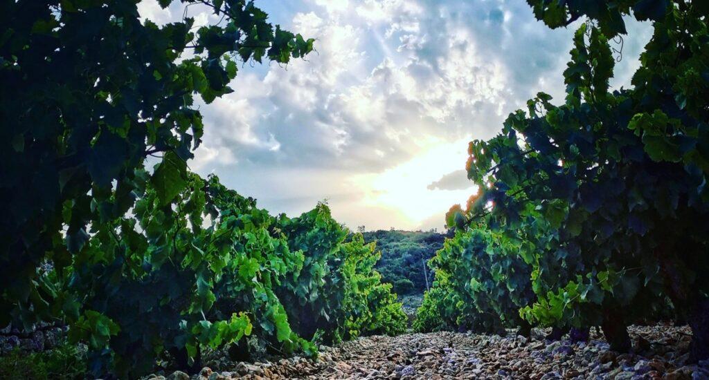 Una bodega sitúa tres vinos entre los diez con mejor calidad-precio de España, según Wine Searcher