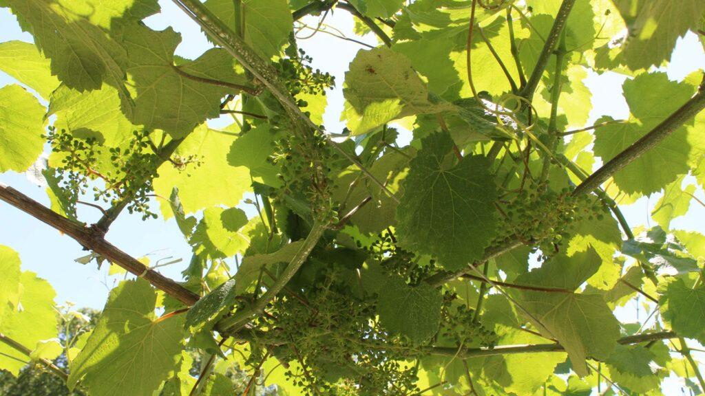 Diez vinos ganadores para celebrar el Día del Albariño, según Decanter