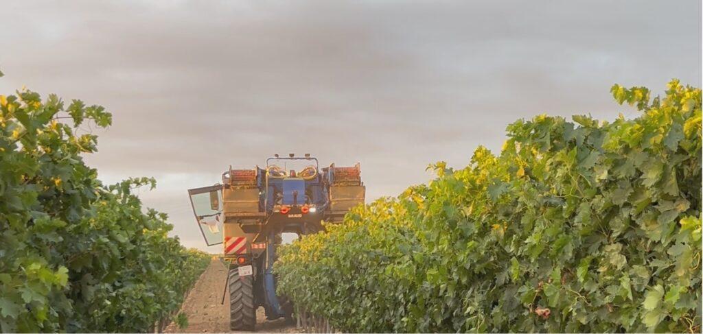Comienza la vendimia en Rioja