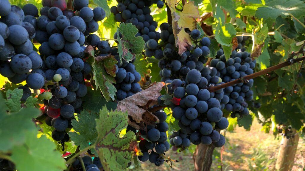 Una bodega española destaca en dos de los Global Wine Masters