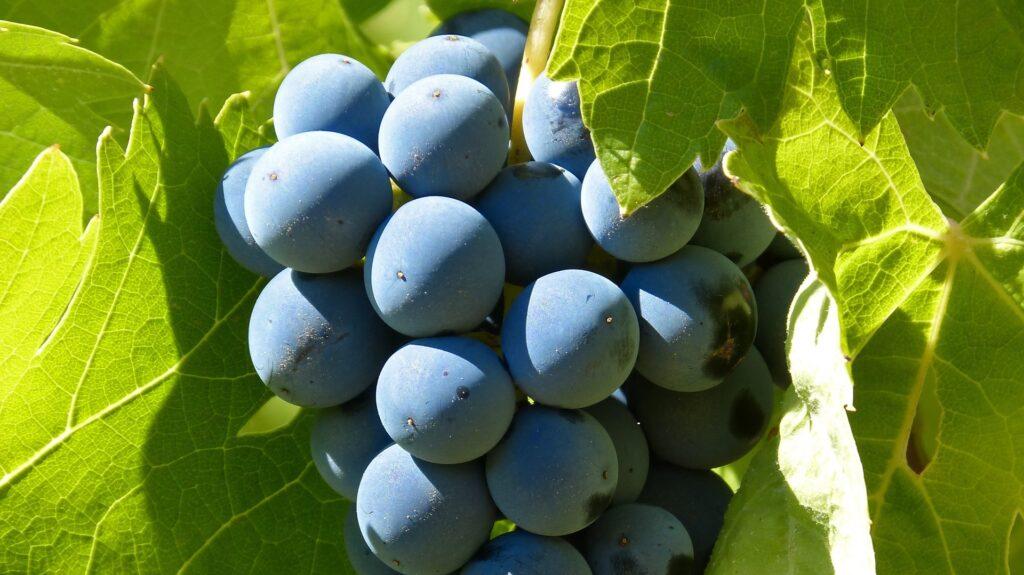 Día Internacional de la Garnacha: las mejores de los Decanter World Wine Awards