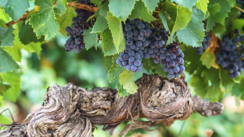 Tres vinos españoles para celebrar el Día Internacional de la Cariñena, según Decanter