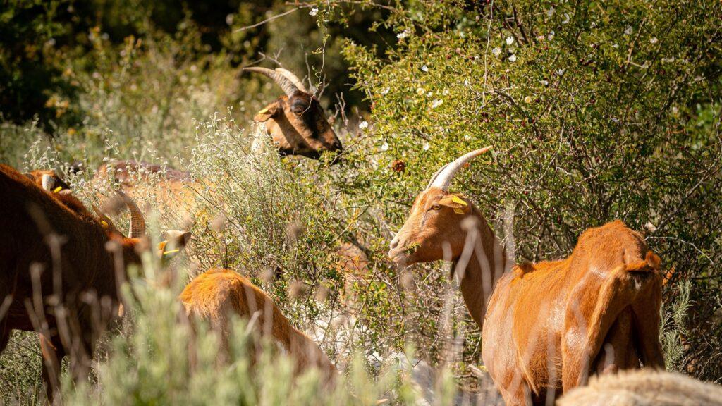El viñedo ecológico aumenta un 11 % en 2023