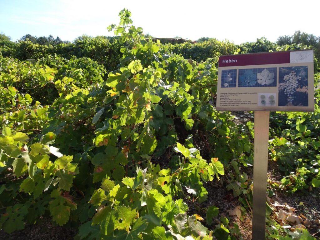 Nuevas posibilidades para los blancos madrileños: recuperada la variedad hebén