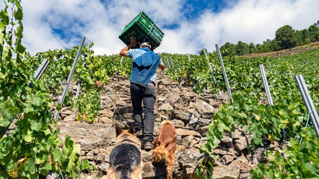 Un ribeira sacra, encabeza los “Cien mejores vinos españoles” de James Suckling