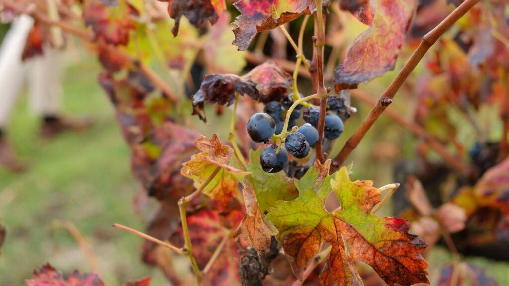 Ribera del Duero 2024: “la vendimia de los desafíos” dejará vinos excepcionales