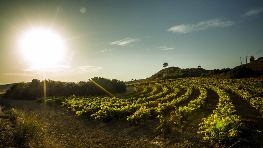 Rioja, región del día en Wine Searcher y sus diez vinos con mejor calidad-precio