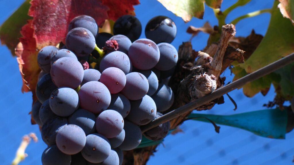 Veintitrés destacados ejemplos de que la garnacha española cumple, según Decanter