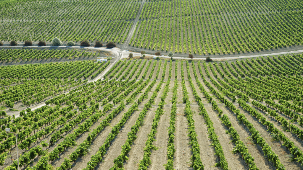 Seis vinos españoles entre los cien mejores del mundo, según James Suckling