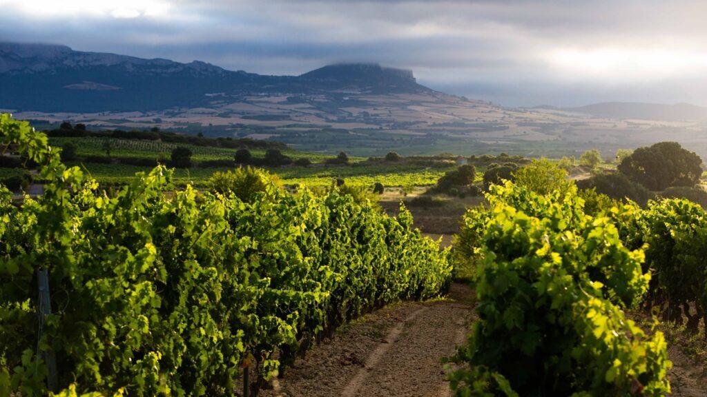 El TSJPV anula la inscripción de Viñedos de Álava