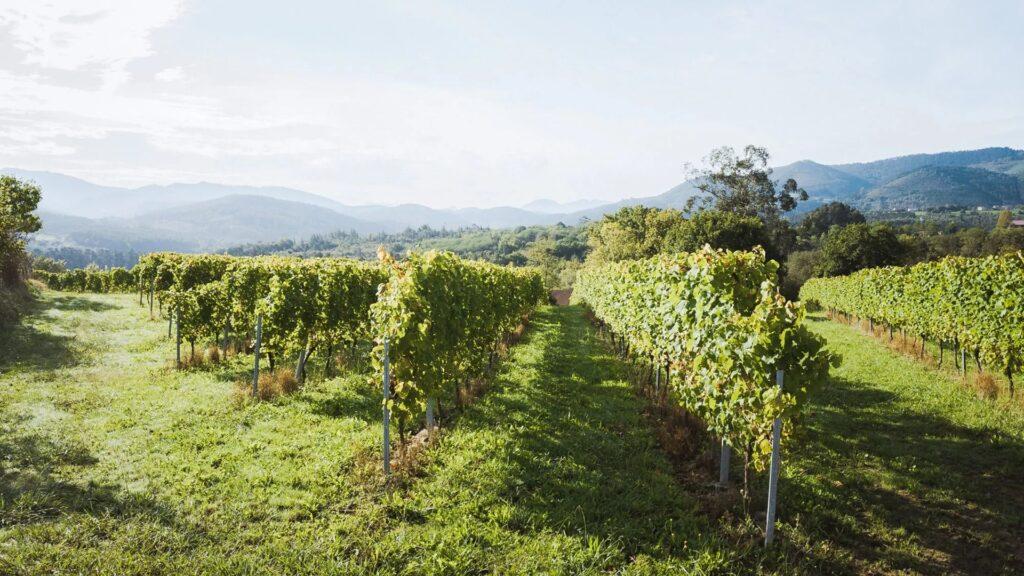 (Lo más leído) Los veinte mejores chacolís y el resurgir de este vino, según Decanter 