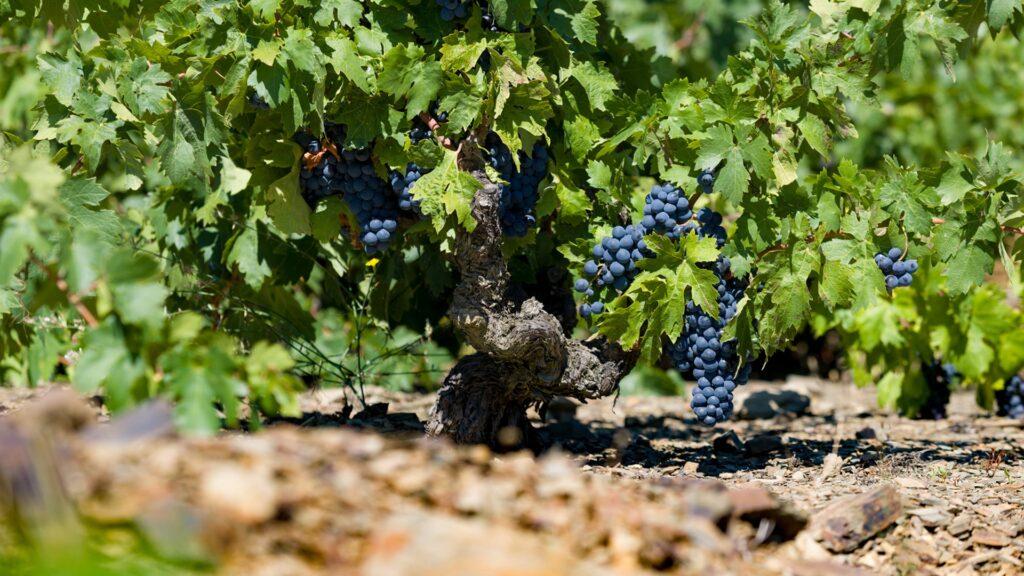 La apasionante nueva ola del Priorat y diez de sus vinos, según Decanter