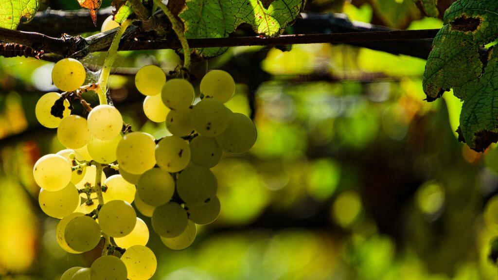 Los siete “Wines of the Year 2024” españoles, según Decanter