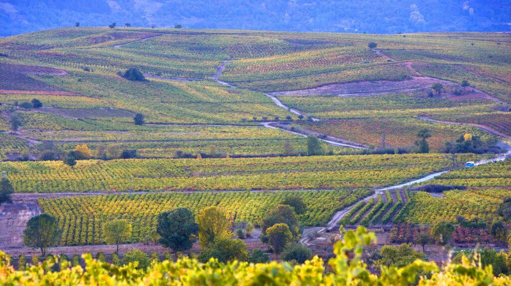 Los diez mejores vinos del Bierzo, según James Suckling