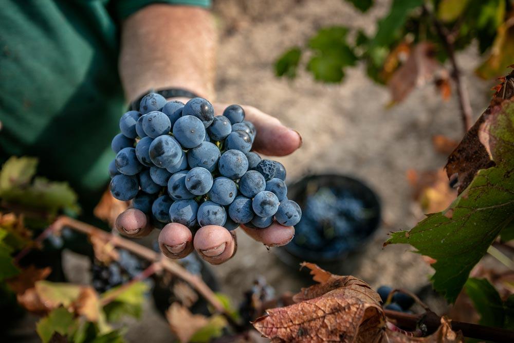 Montsant: dieciocho de sus mejores vinos, según Decanter