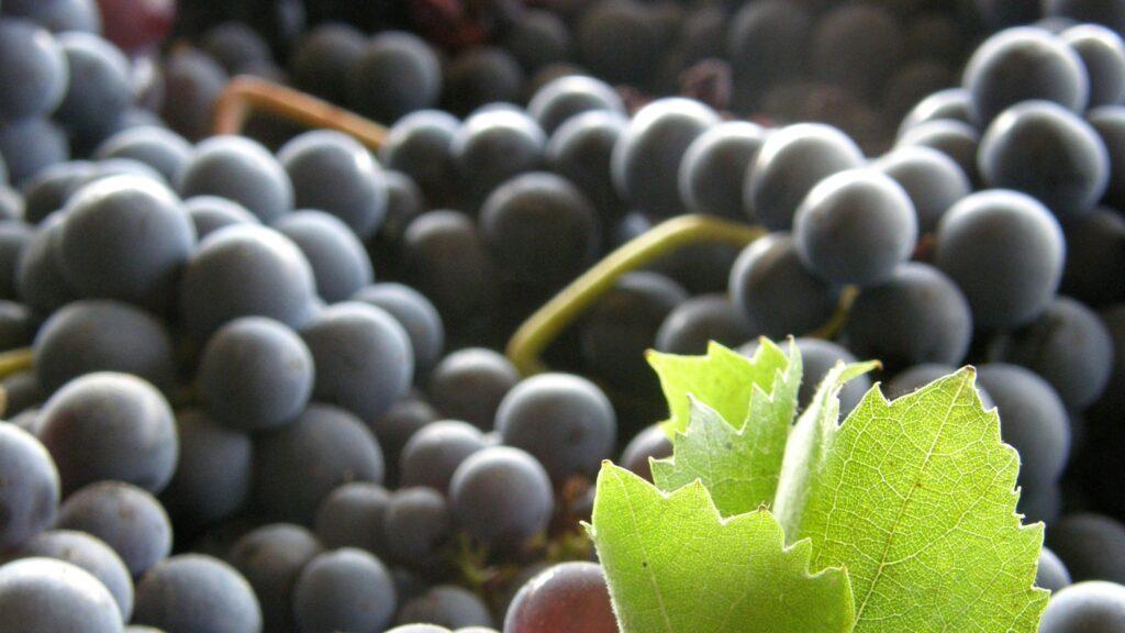 Los vinos del año de España y Portugal, según Decanter